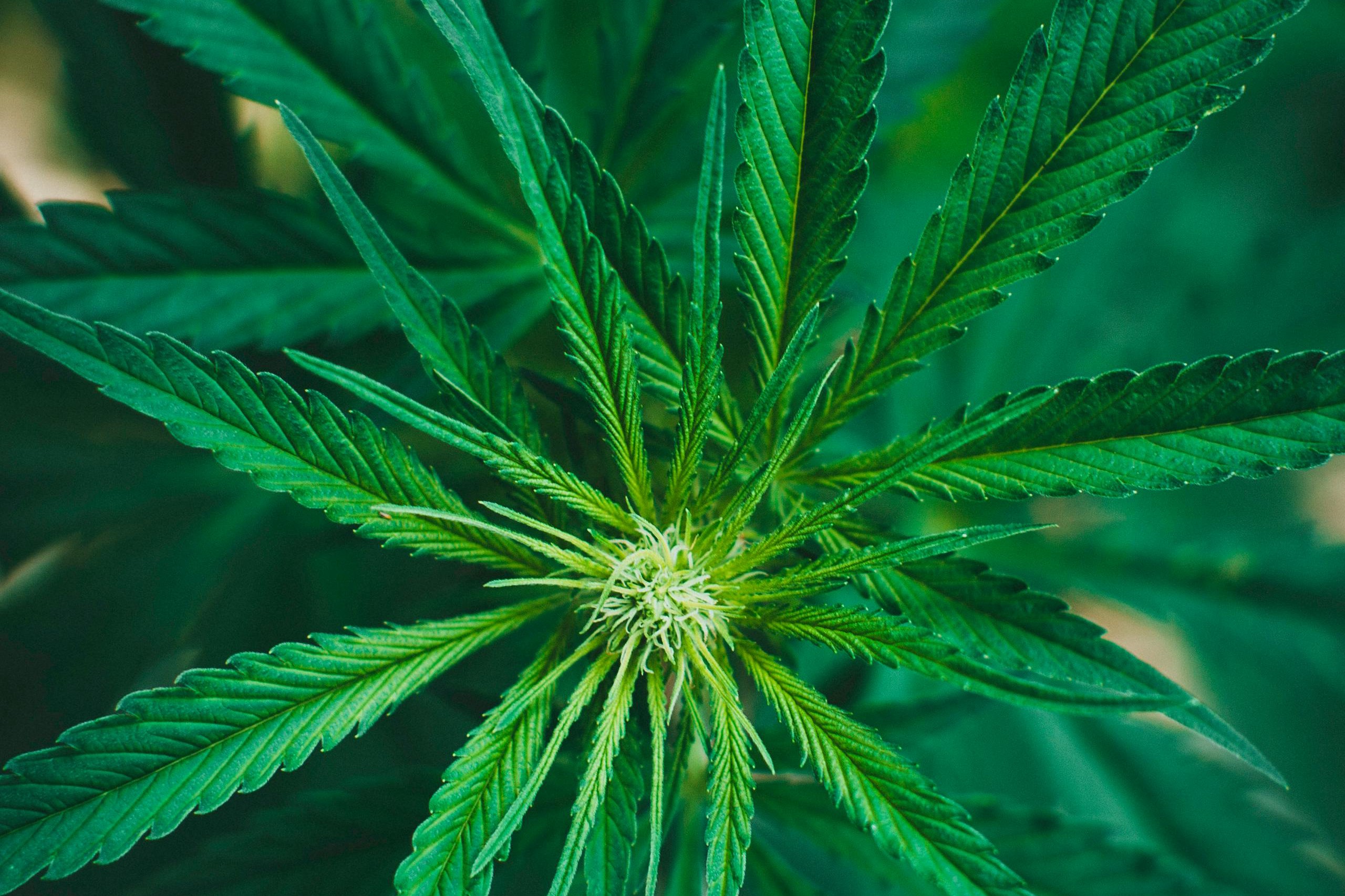 bay leaves medicinal herbs