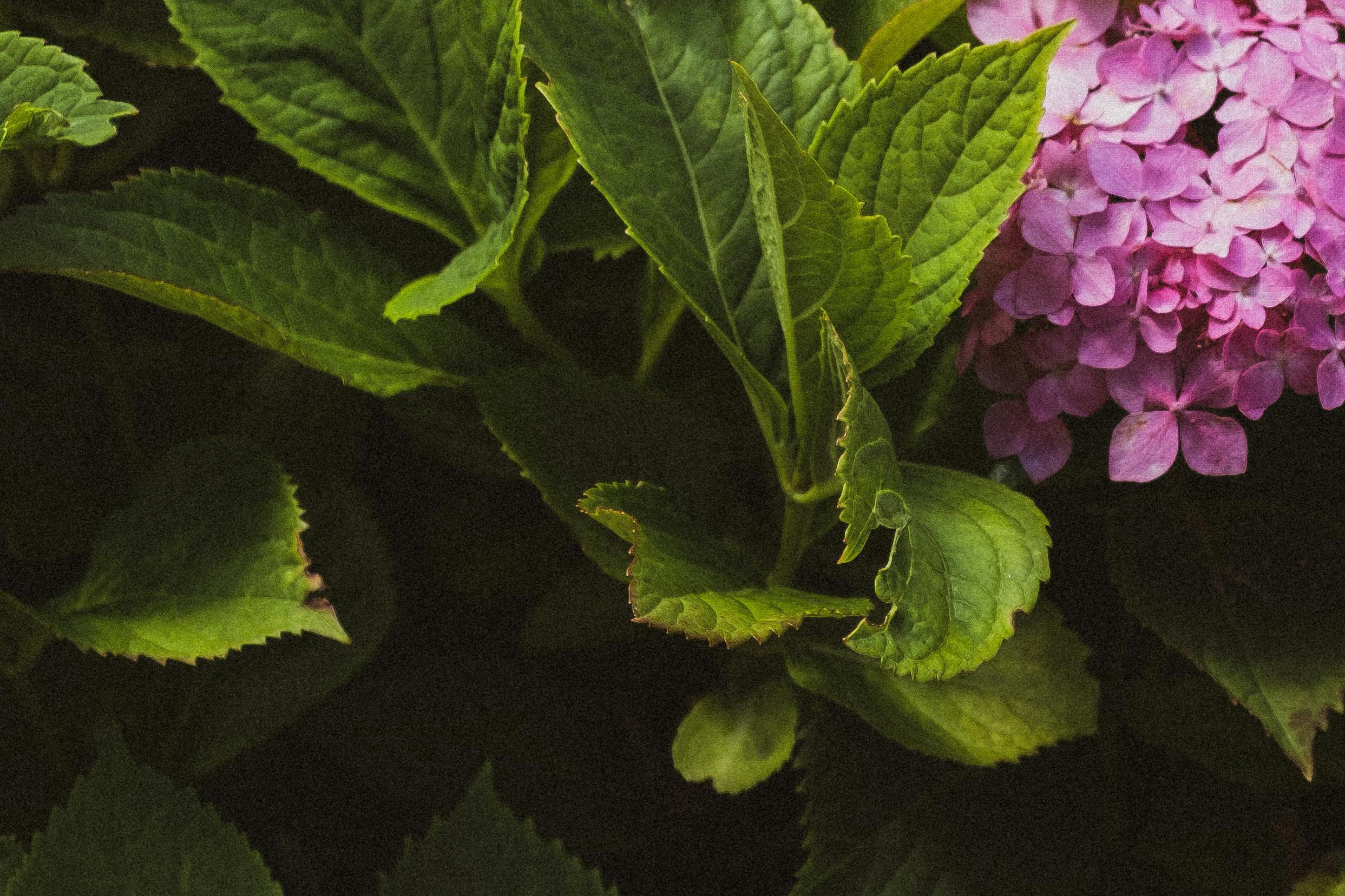 lavender leaves drying